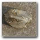 [Zum Vergr��ern bitte anklicken]